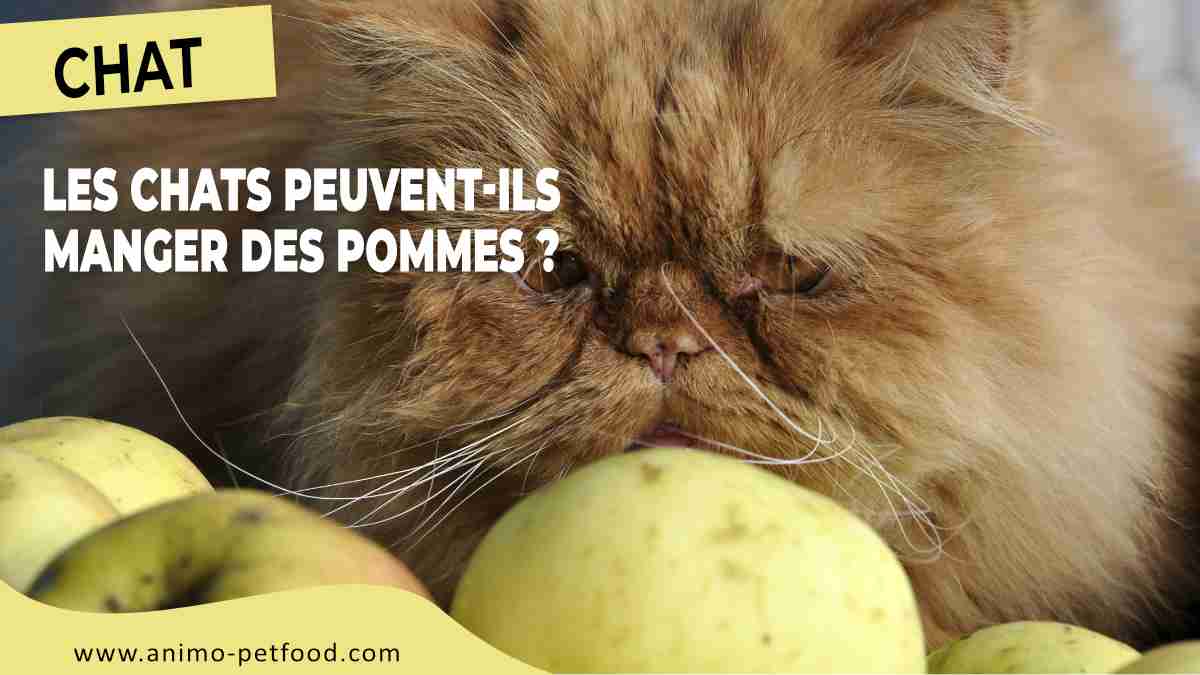 les chats peuvent-ils manger des pommes